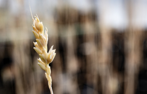 Kuvituskuva vehnän tähkä