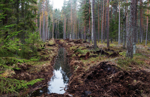 Kuvituskuva ojitetusta suosta