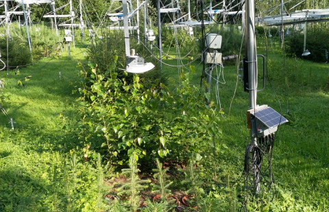 Botanian koejärjestelyt