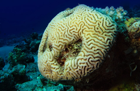 Koralli, Platygyra daedalea.
