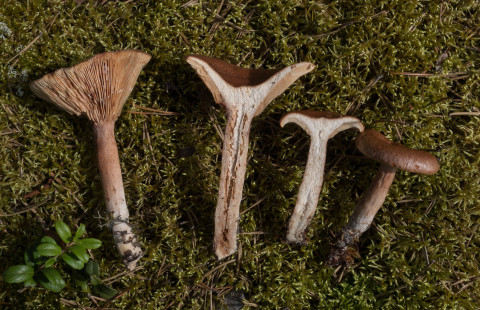 Kangasrousku, kuva Janne Koskinen