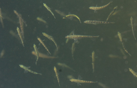 Kalaparvi. Kuva Mostphotos