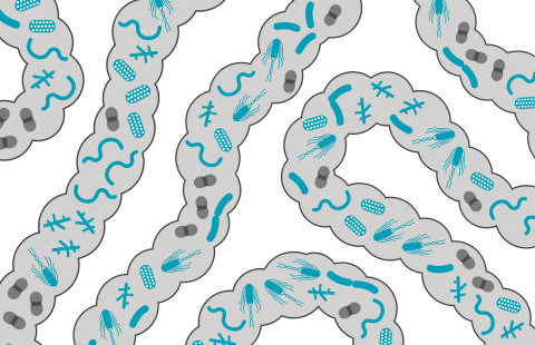 Piirroskuva suolistomikrobeista suolistossa