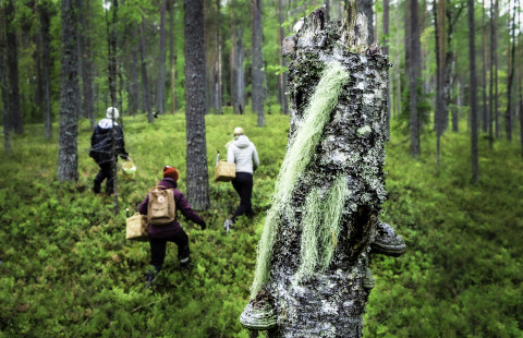 Kolme ihmistä sieniretkellä metsässä
