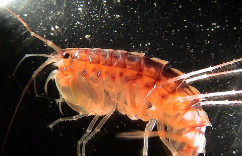 Jättikatka kuvattuna tutkimusalus R/V Muikun laboratoriossa. Kuva: Jouni Taskinen.