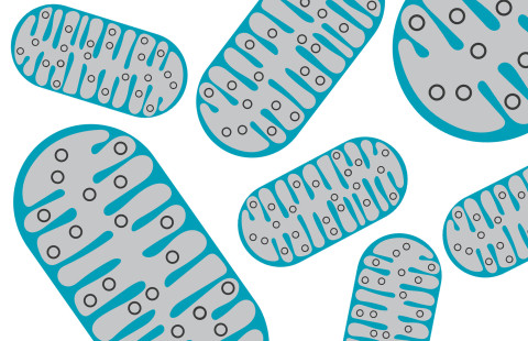 Soluja mitokondrioineen