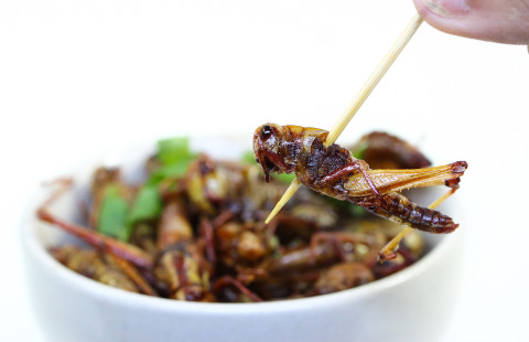 Edible insects on the plate.