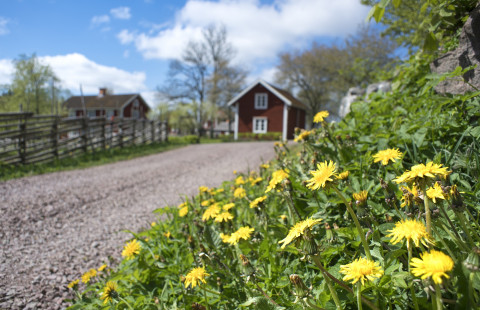 Voikukkia hiekkatien pientareella