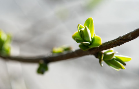 Lehtisilmuja oksassa.