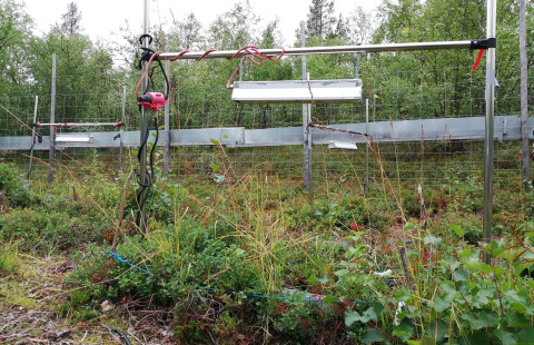 Koivututkimuksen koekenttä