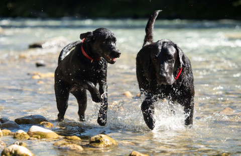 Koiria vedessä. Kuva:Mostphotos