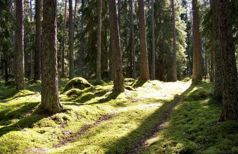 Metsämaisema
