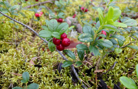 Kansalaistiedettä Pohjois-Karjalan metsäbiotalouteen_puolukka