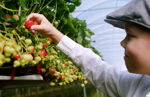 Young boy picking strawberries.