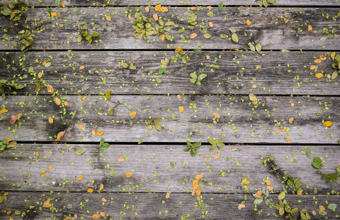 Keltaisia ja vihreitä puunlehtiä harmailla lankuilla.