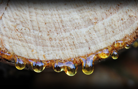 Karelia_Symposium_2021