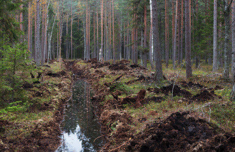 A ditch in a forest.