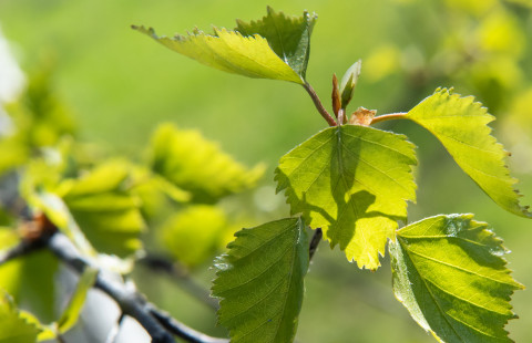 Silver birch leaves.