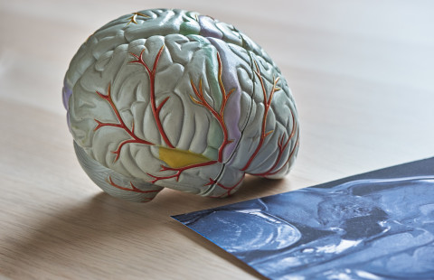 Human brain model