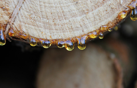 Timber with resin drops