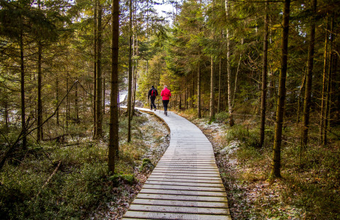 Kaksi henkilöä kulkee puusta rakennetulla luontopolulla metsässä.