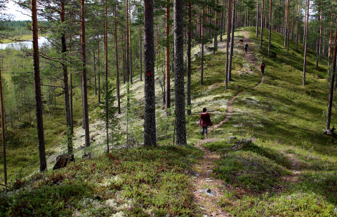 Retkeilijät kulkevat polkua pitkin harjulla.