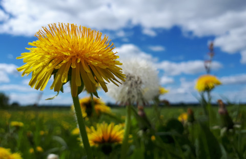voikukka_kuva_Elli_Hämynen