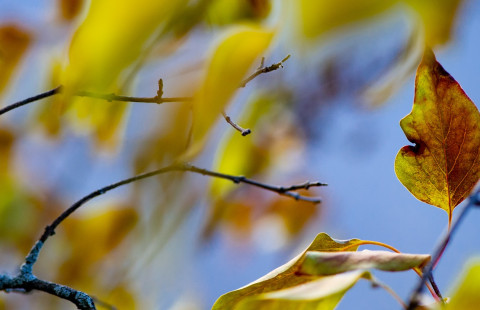 Kuvassa syksyisiä puun lehtiä