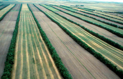 Ilmakuva. Blas Mola. Kuva: National Agroforestry Center. 