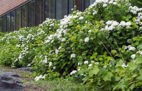 Bushes in front of the Aurora building.