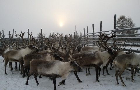 Porot. Kuva Juha_Kantanen.