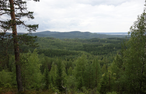 metsäinen vaaramaisema