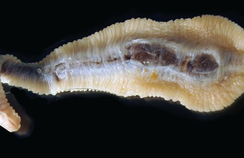 Linguatula-loinen. Kuva Satu Leppänen.