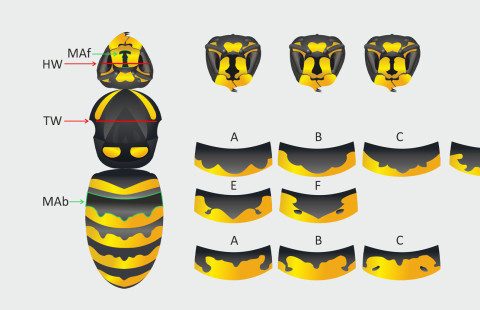 Wasp. Oluwatobi Badejo