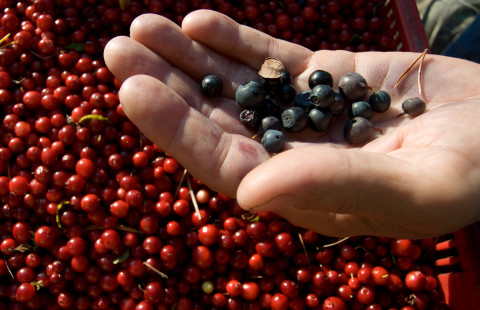 Mustikoita ja puolukoita.