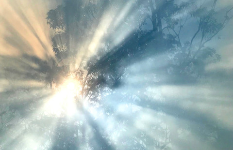Sun shining behind trees and smoke.