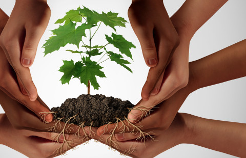Hands holding a tree sapling.