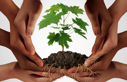 Hands holding a tree sapling.