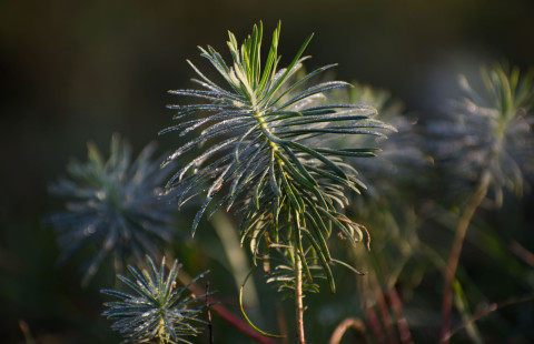 Puun taimia. Kuva MostPhotos.