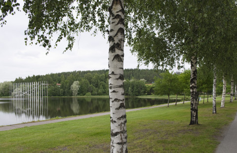 Kuopion kampuksen rantakoivuja.