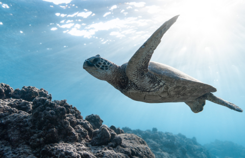 A turtle swimming in the sea.