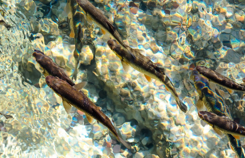 Taimenia ui kirkkaassa vedessä.