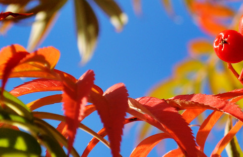 Syksyiset lehdet ja pihlajan marjat 