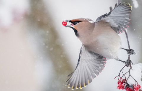 Waxwing. Photo: Alwin Hardenbol.