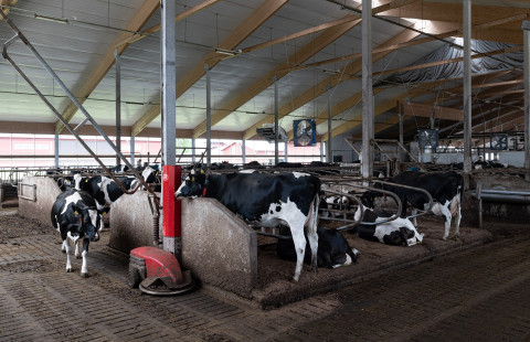 Lehmiä pihattonavetassa.