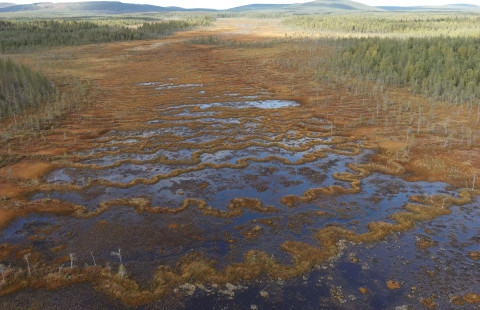 Aapa mire. Photo Pasi Korpelainen.