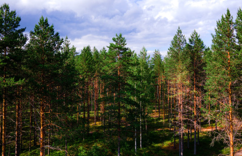 Kesäistä mäntymetsää