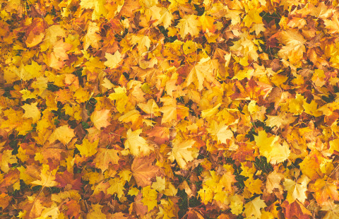 Kuvituskuva vaahteranlehdistä.