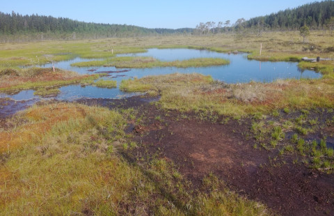 Suo. Kuva Elisa Männistö.