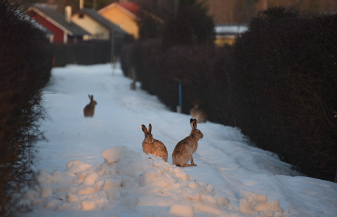 Three brown hares. Photo credit: Mervi Kunnasranta.